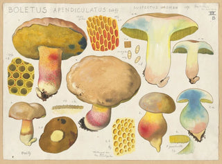 Boletus appendiculatus Schff suspectus Krombh - Hans Baldung — widok dzieła