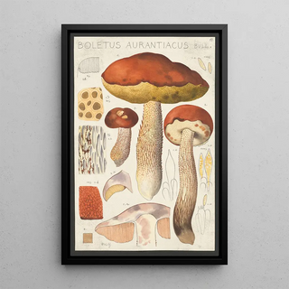 Hans Walty - Boletus aurantiacum Bull.webp