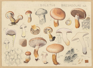 Hans Walty - Boletus bresadolae Qul.webp