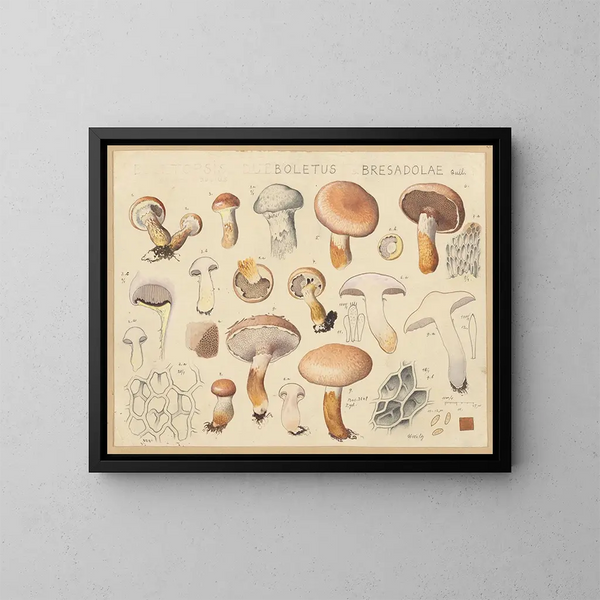Boletus bresadolae - Hans Baldung — oprawiony obraz na ścianie