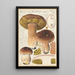 Boletus bulbosus - Hans Baldung — oprawiony obraz na ścianie