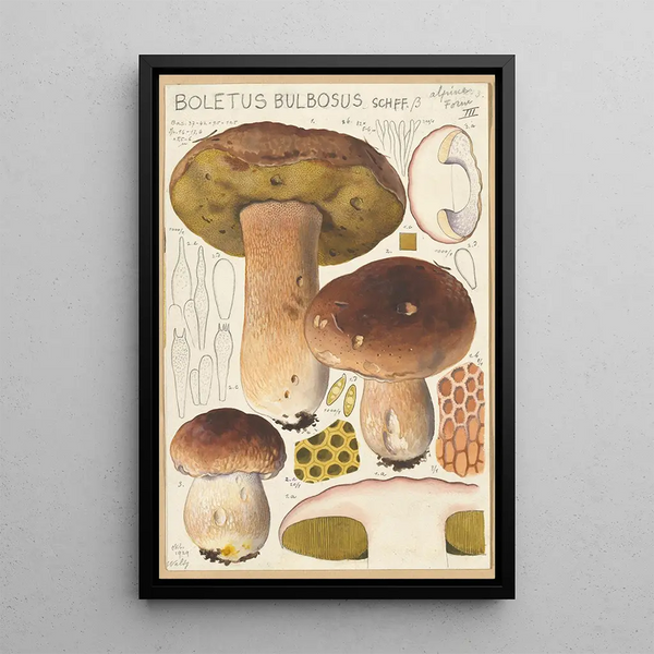Boletus bulbosus - Hans Baldung — oprawiony obraz na ścianie