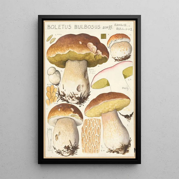 Boletus bulbosus Schff - Hans Baldung — oprawiony obraz na ścianie
