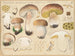 Boletus bulbosus, jadalny grzyb - Hans Baldung — widok dzieła