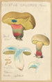 Boletus calopus - Hans Baldung — widok dzieła