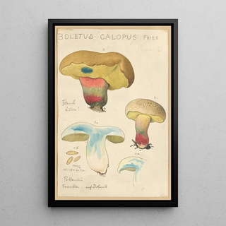 Hans Walty - Boletus calopus.webp