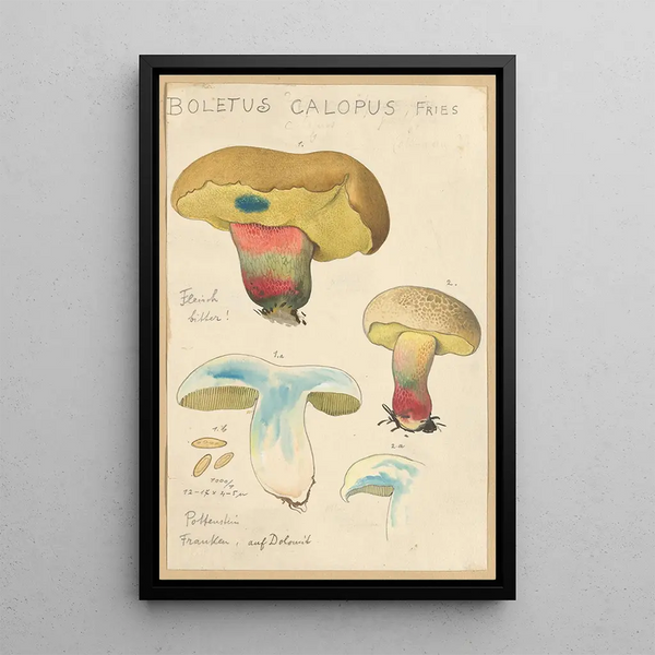 Boletus calopus - Hans Baldung — oprawiony obraz na ścianie