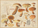 Boletus castaneus et Boletus fulvidus - Hans Baldung — widok dzieła
