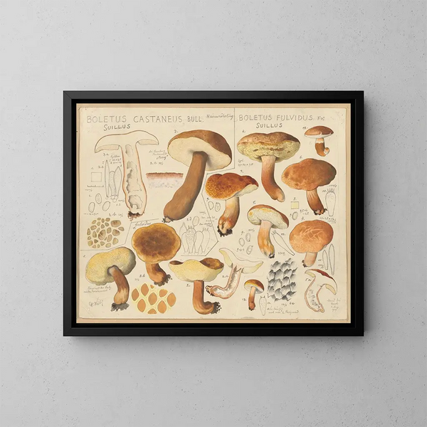 Boletus castaneus et Boletus fulvidus - Hans Baldung — oprawiony obraz na ścianie