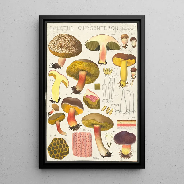Boletus chrysenteron Bull - Hans Baldung — oprawiony obraz na ścianie