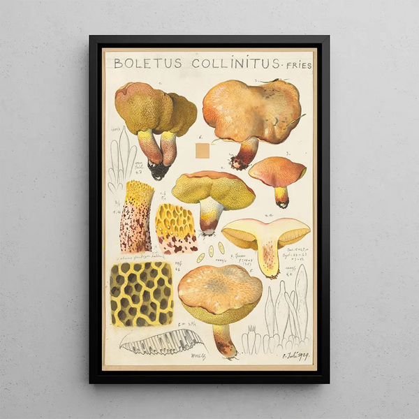 Boletus collinitus - Hans Baldung — oprawiony obraz na ścianie