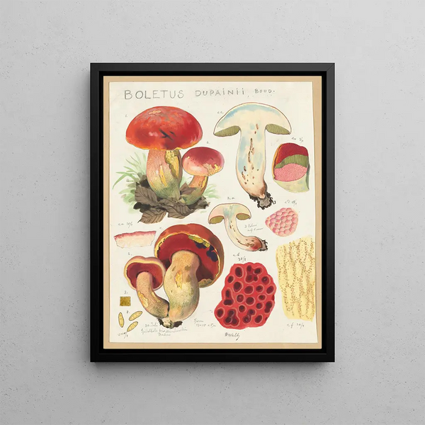Hans Walty - Boletus dupainii Boud.webp