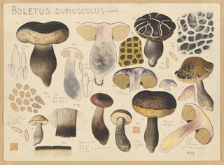 Bolet duriuscule - Hans Baldung — widok dzieła