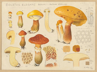 Hans Walty - Boletus elegans Schum.webp