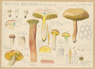 Boletus eriophorus - Hans Baldung — widok dzieła