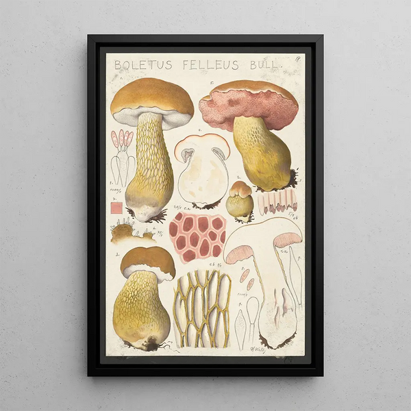 Boletus felleus Bull - Hans Baldung — oprawiony obraz na ścianie