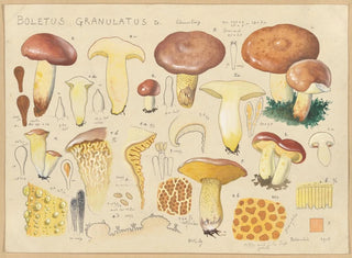 Hans Walty - Boletus granulatus L.webp