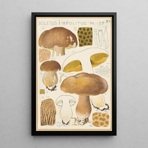 Boletus impolitus - Hans Baldung — oprawiony obraz na ścianie