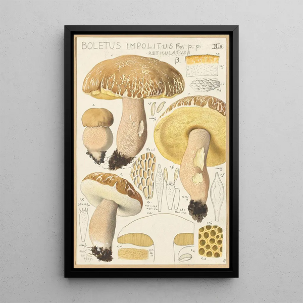 Boletus impolitus Fr reticulatus - Hans Baldung — oprawiony obraz na ścianie