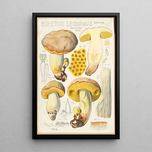 Boletus leoninus - Hans Baldung — oprawiony obraz na ścianie