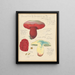 Boletus lupinus - Hans Baldung — oprawiony obraz na ścianie
