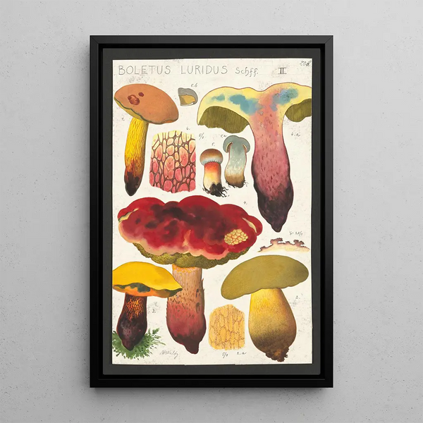 Boletus luridus Schaeffer - Hans Baldung — oprawiony obraz na ścianie
