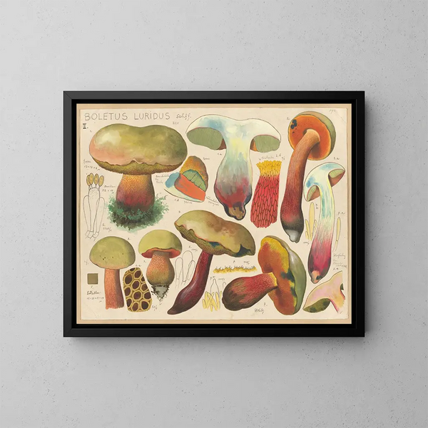 Boletus luridus - Hans Baldung — oprawiony obraz na ścianie