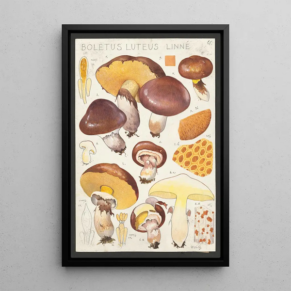 Boletus luteus Linn - Hans Baldung — oprawiony obraz na ścianie