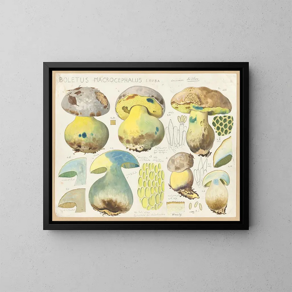 Boletus macrocephalus - Hans Baldung — oprawiony obraz na ścianie