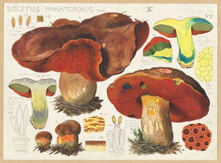 Boletus miniatoporus - Hans Baldung — widok dzieła