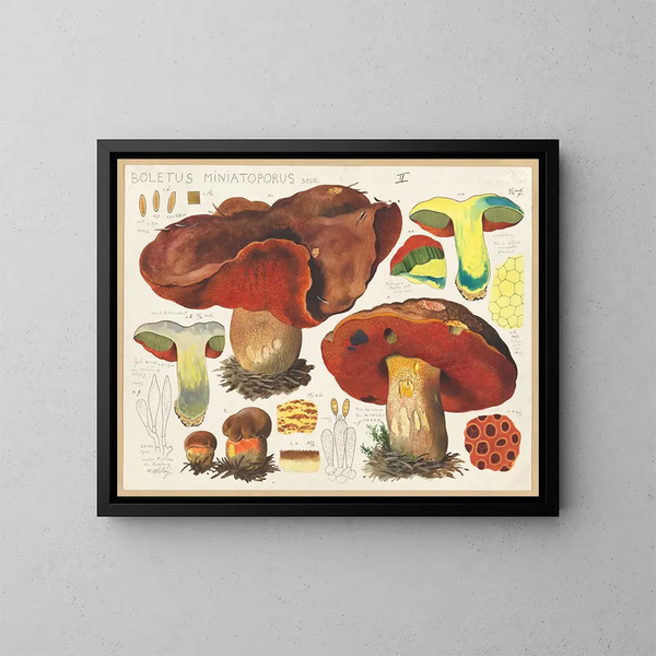 Boletus miniatoporus - Hans Baldung — oprawiony obraz na ścianie
