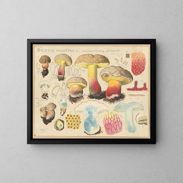Boletus pachypus - Hans Baldung — oprawiony obraz na ścianie