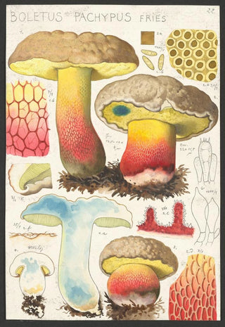 Hans Walty - Boletus pachypus Fries.webp