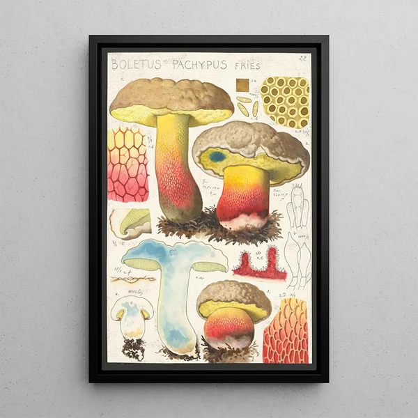 Boletus pachypus Fries - Hans Baldung — oprawiony obraz na ścianie