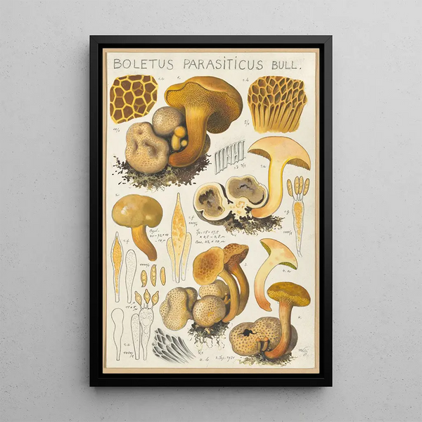 Boletus parasiticus - Hans Baldung — oprawiony obraz na ścianie