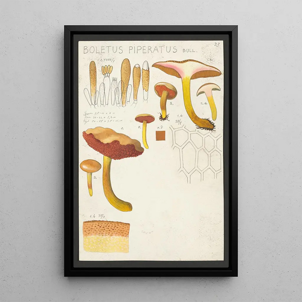 Boletus piperatus Bull - Hans Baldung — oprawiony obraz na ścianie