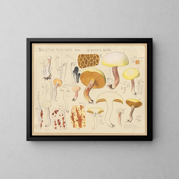 Boletus placidus - Hans Baldung — oprawiony obraz na ścianie