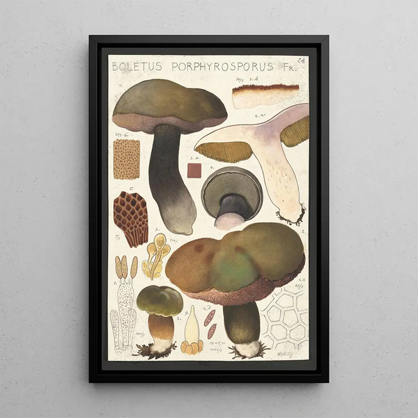 Boletus porphyrosporus Fr - Hans Baldung — oprawiony obraz na ścianie