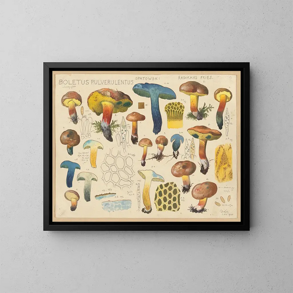 Boletus pulverulentus Opatowski radikans - Hans Baldung — oprawiony obraz na ścianie