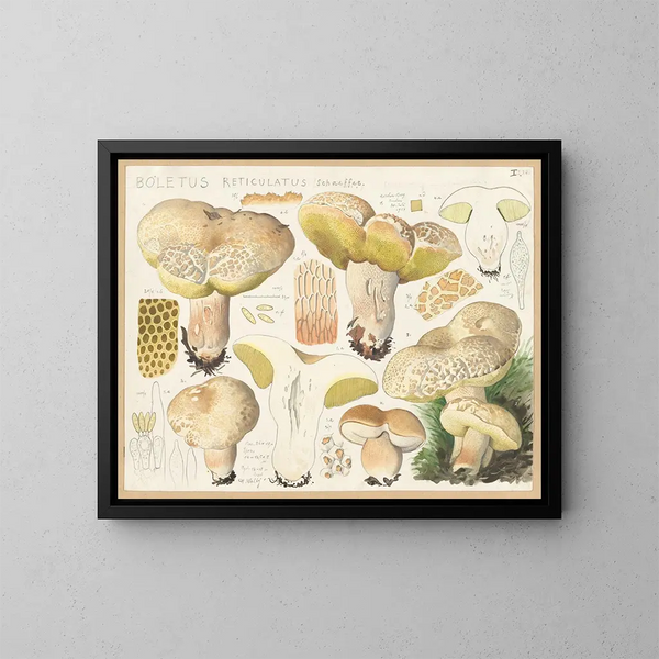Boletus réticulé - Hans Baldung — oprawiony obraz na ścianie
