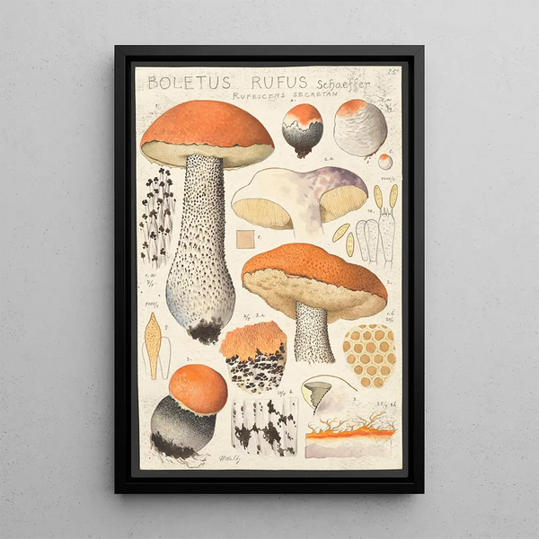 Boletus rufus Schaeffer rufescens secretan - Hans Baldung — oprawiony obraz na ścianie