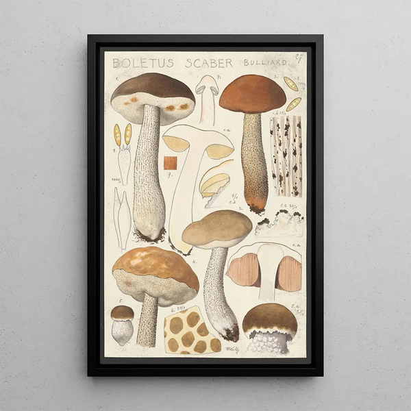 Boletus scaber Bulliard - Hans Baldung — oprawiony obraz na ścianie