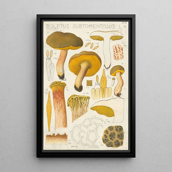 Boletus subtomentosus L - Hans Baldung — oprawiony obraz na ścianie