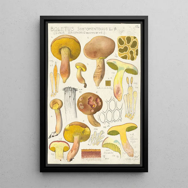 Boletus subtomentosus L Subsp eriophorus Rostkowius - Hans Baldung — oprawiony obraz na ścianie