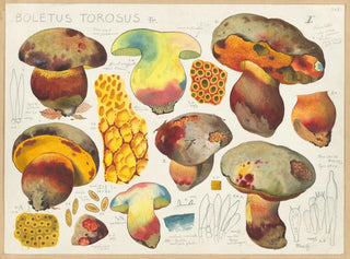 Boletus torosus - Hans Baldung — widok dzieła