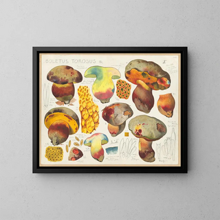 Boletus torosus - Hans Baldung — oprawiony obraz na ścianie