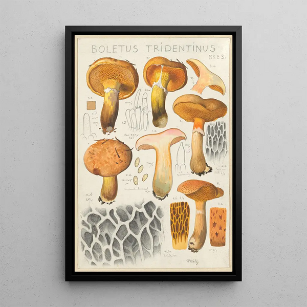Boletus tridentinus - Hans Baldung — oprawiony obraz na ścianie