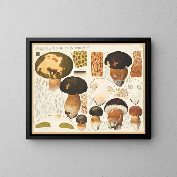 Boletus ustulatus - Hans Baldung — oprawiony obraz na ścianie