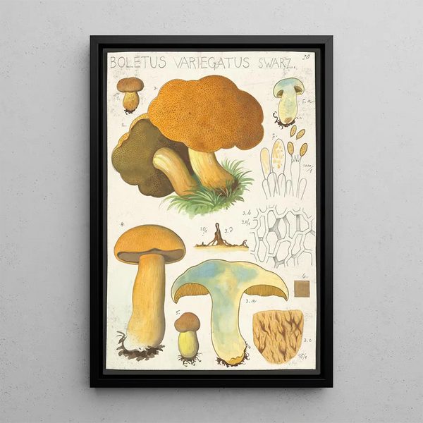 Boletus variegatus Swarz - Hans Baldung — oprawiony obraz na ścianie