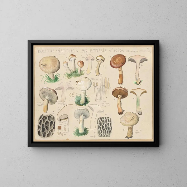 Boletus viscidus - Hans Baldung — oprawiony obraz na ścianie